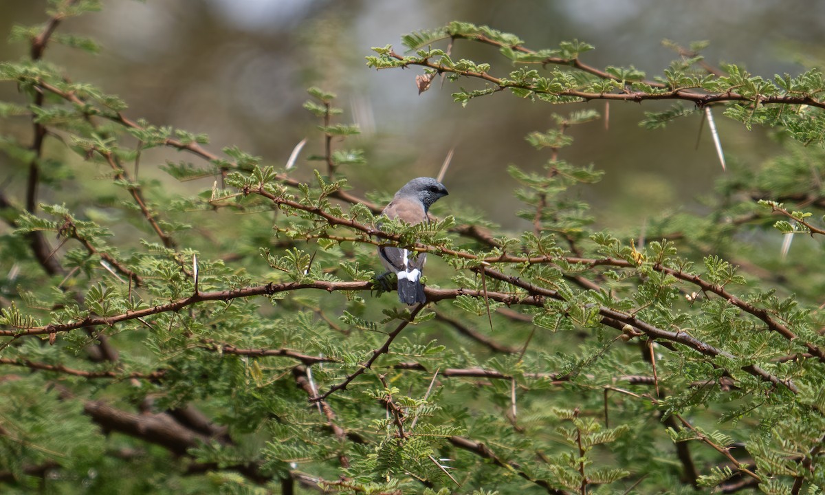 Gray-headed Silverbill - ML631078403