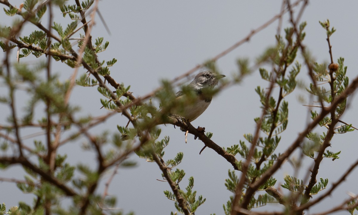 Banded Parisoma - ML631078467