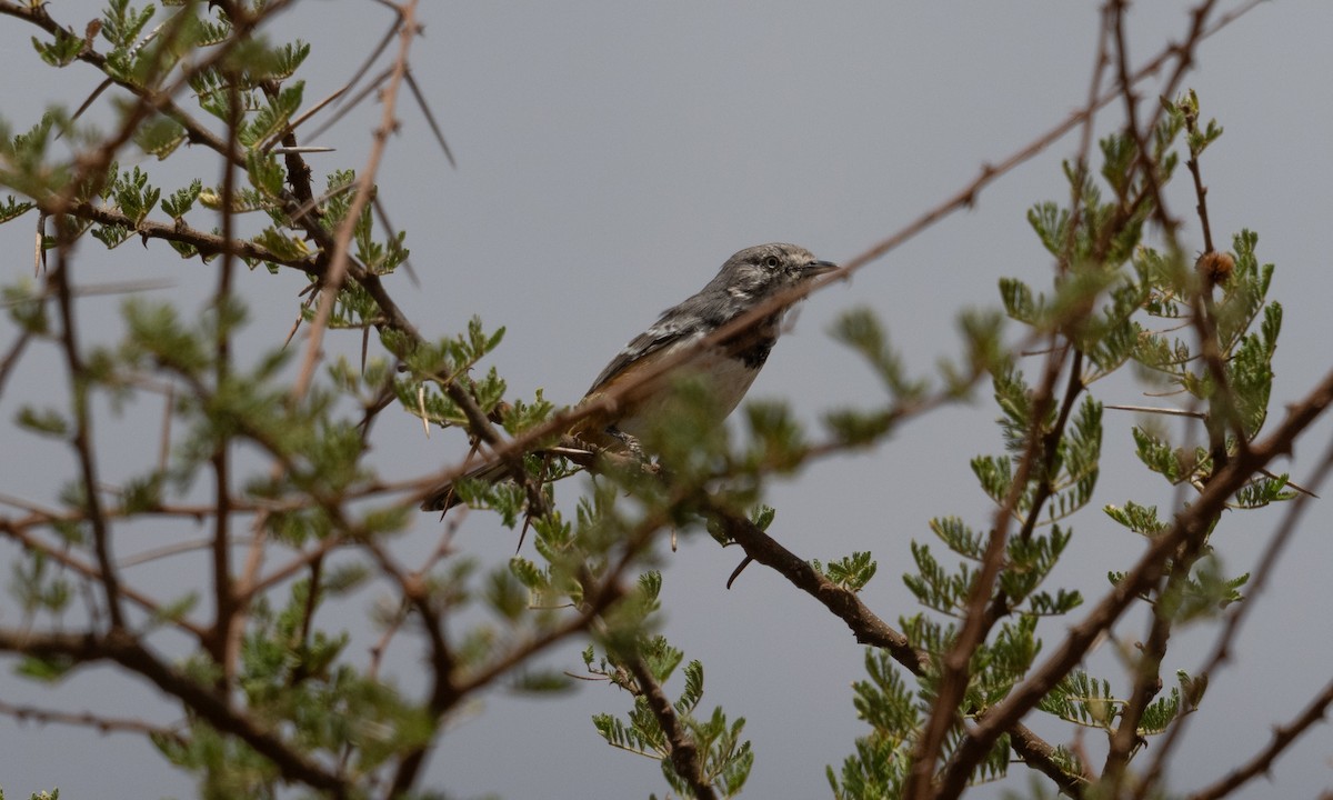 Banded Parisoma - ML631078468