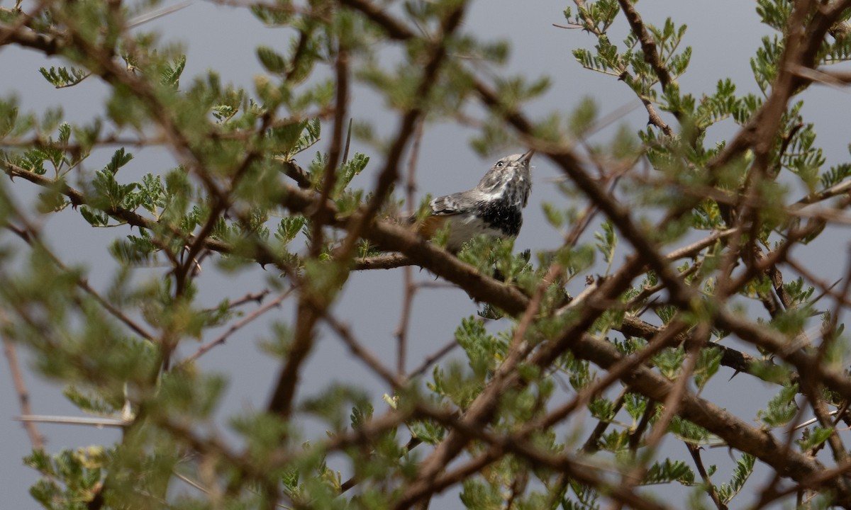 Banded Parisoma - ML631078469