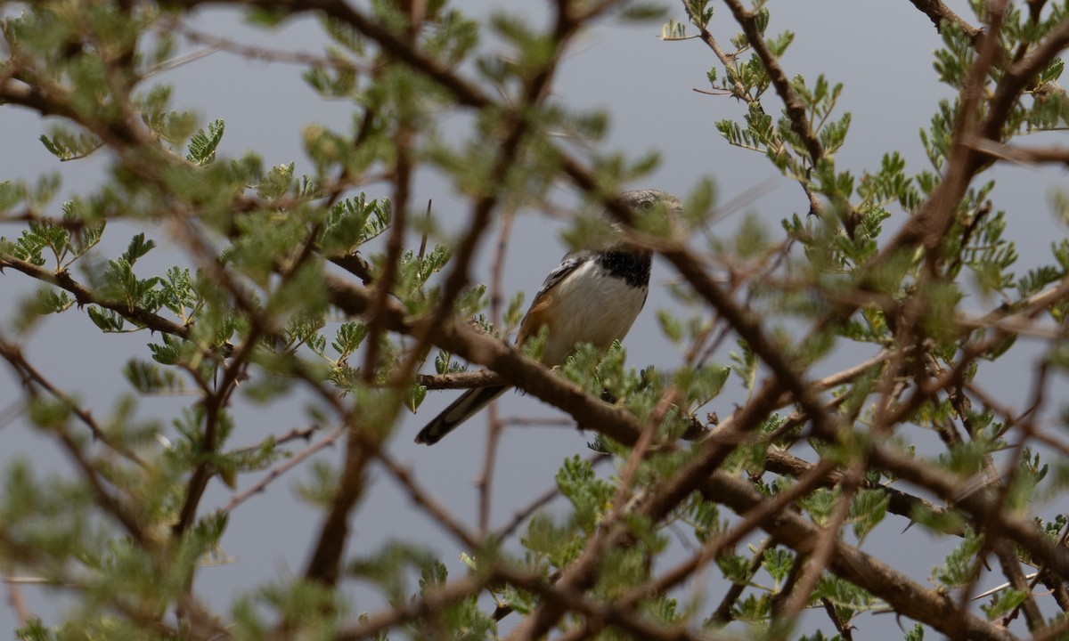 Banded Parisoma - ML631078470