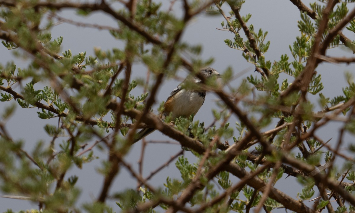 Banded Parisoma - ML631078471