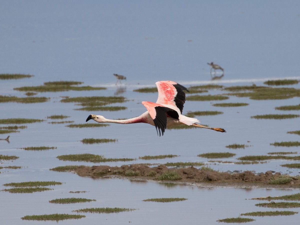 Andean Flamingo - ML631078483