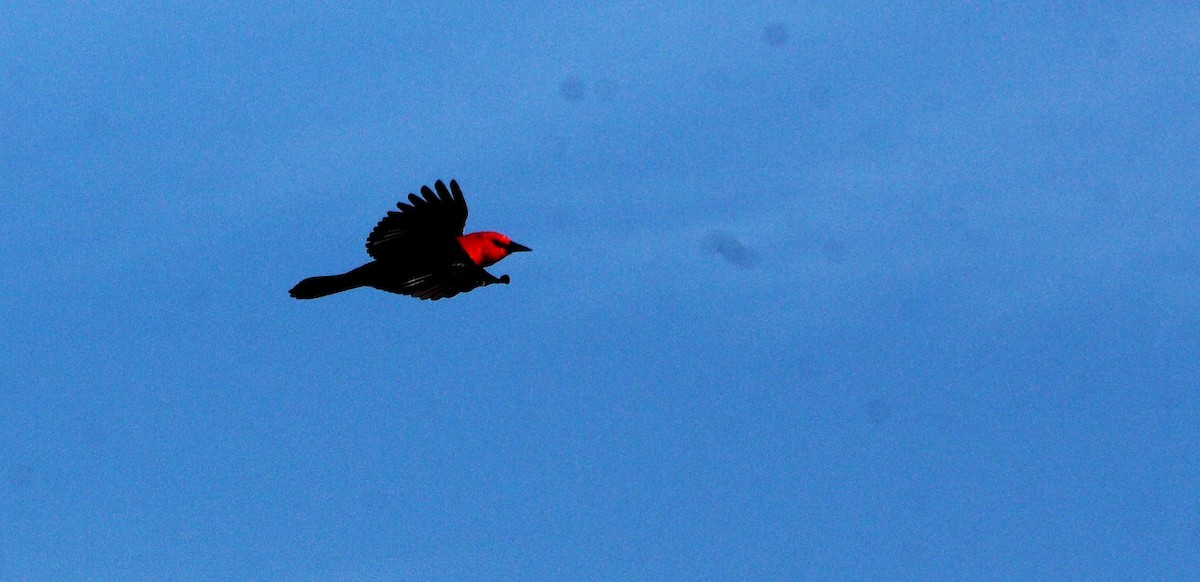 Scarlet-headed Blackbird - ML63107851