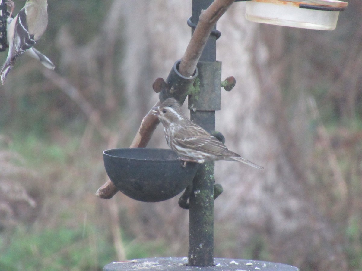 Purple Finch - ML631078532