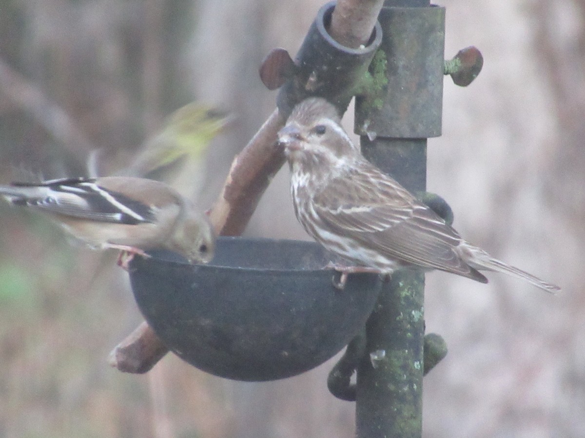 Purple Finch - ML631078576