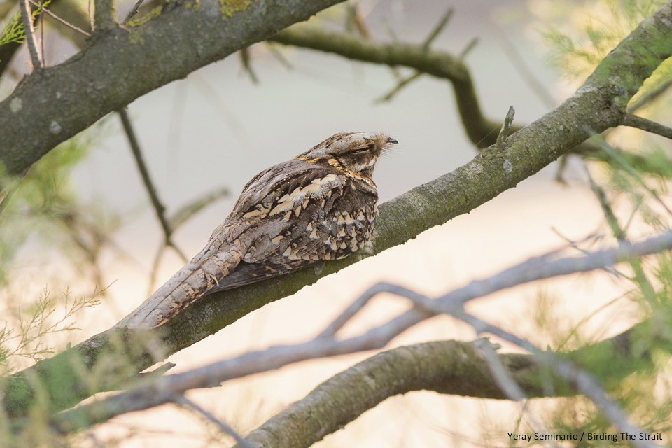 Red-necked Nightjar - ML63107861