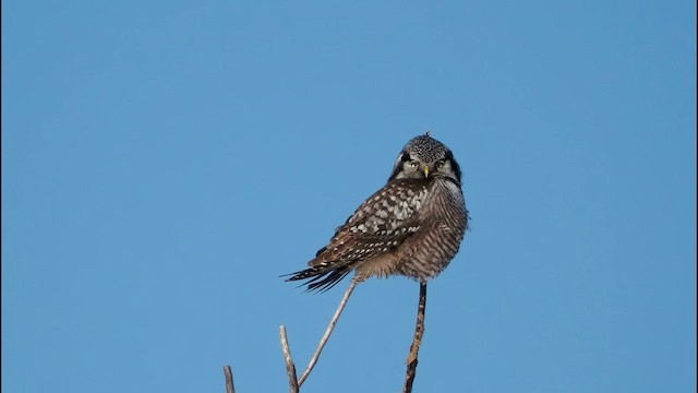 Northern Hawk Owl - ML631078776