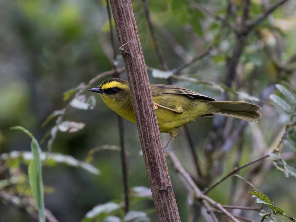 Citrine Warbler - ML631078786