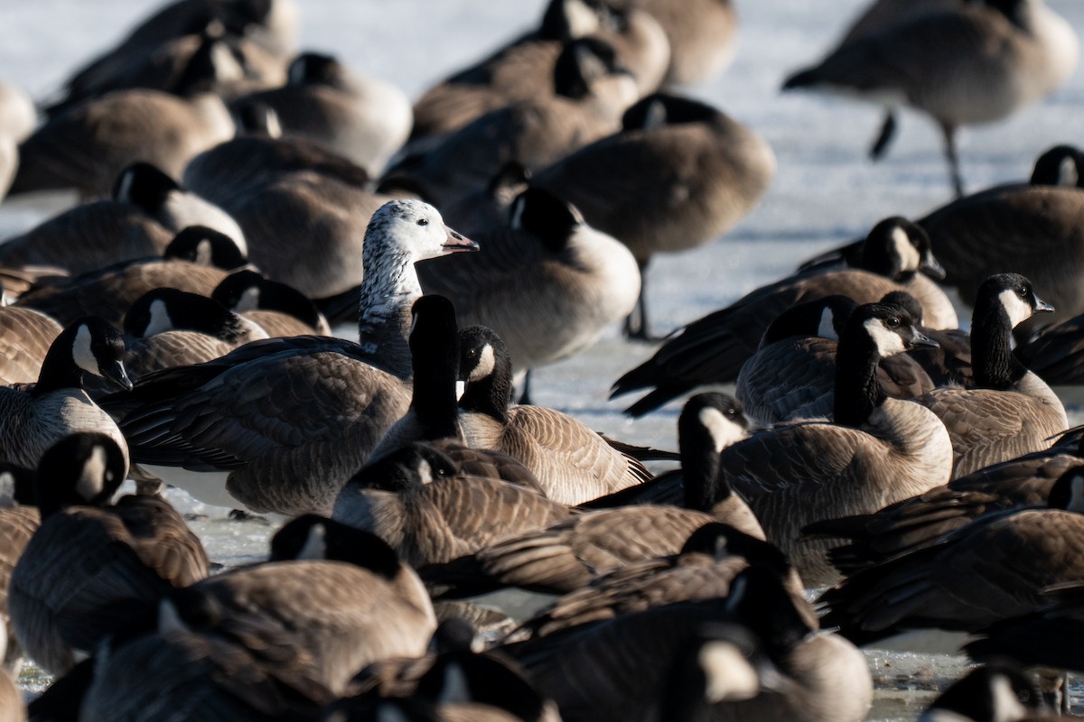 Snow/Ross's x Cackling/Canada Goose (hybrid) - ML631078878