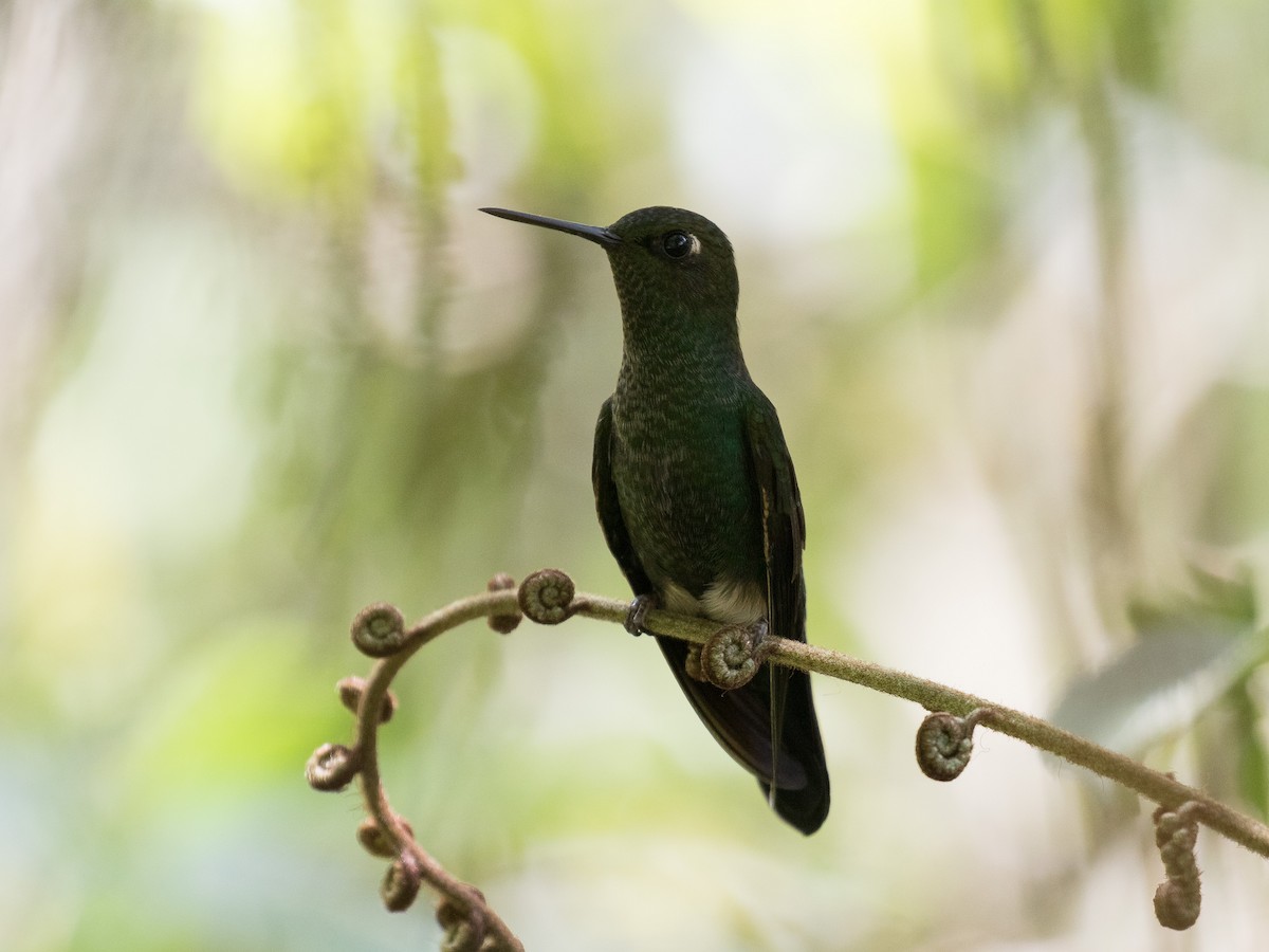 Buff-thighed Puffleg - ML631078928