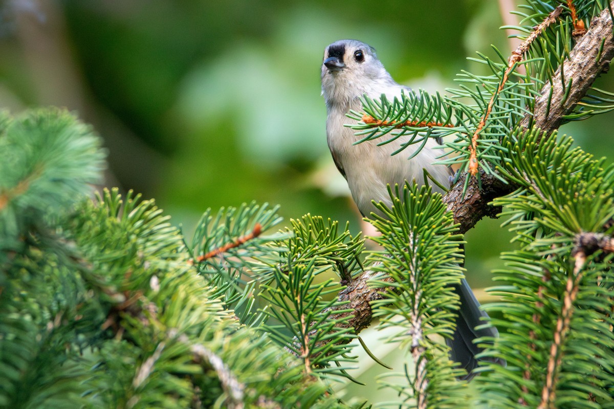 Mésange bicolore - ML631079153