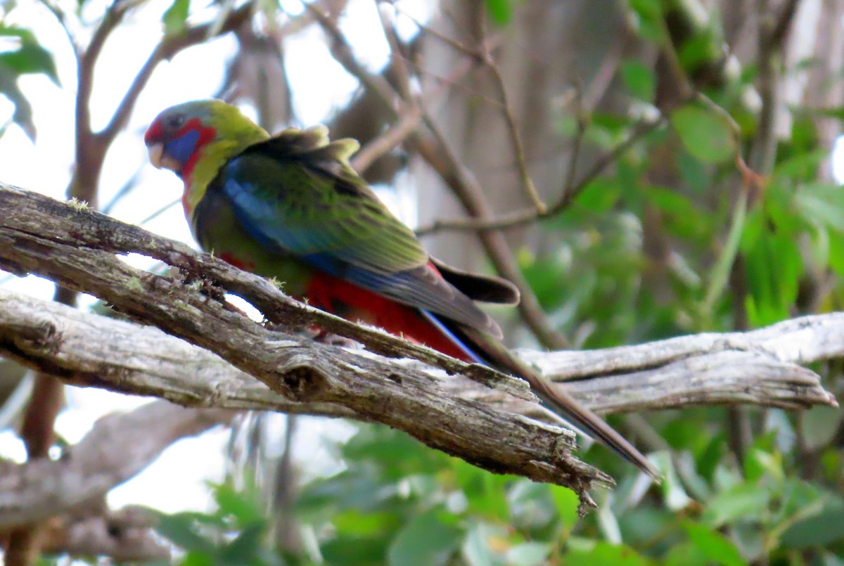 アカクサインコ（elegans グループ） - ML631079359