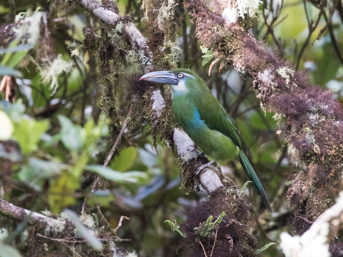 Blue-banded Toucanet - ML631079463