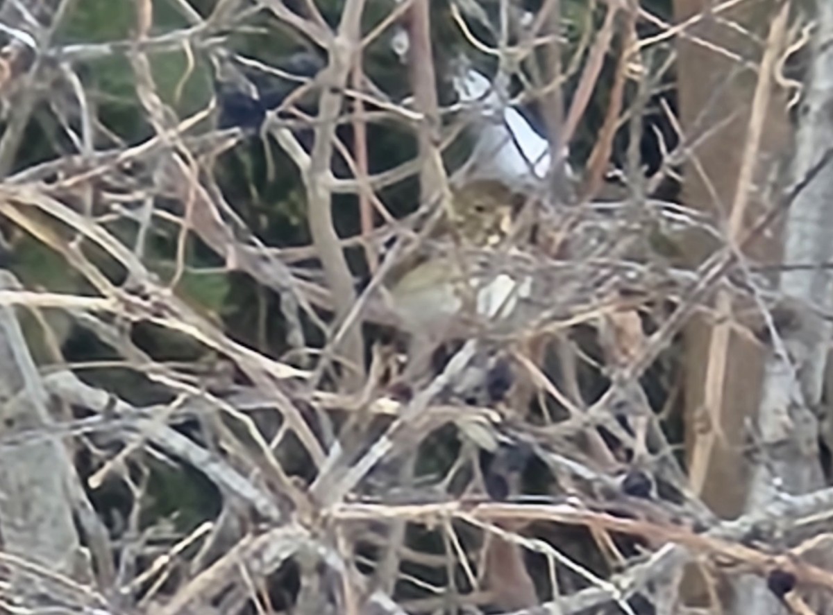 Hermit Thrush - ML631079807
