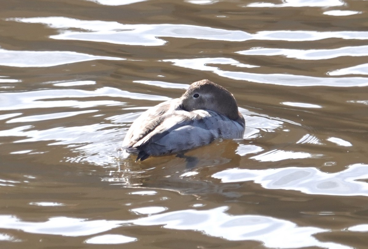 Canvasback - ML631079885