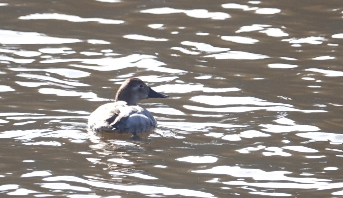 Canvasback - ML631079887