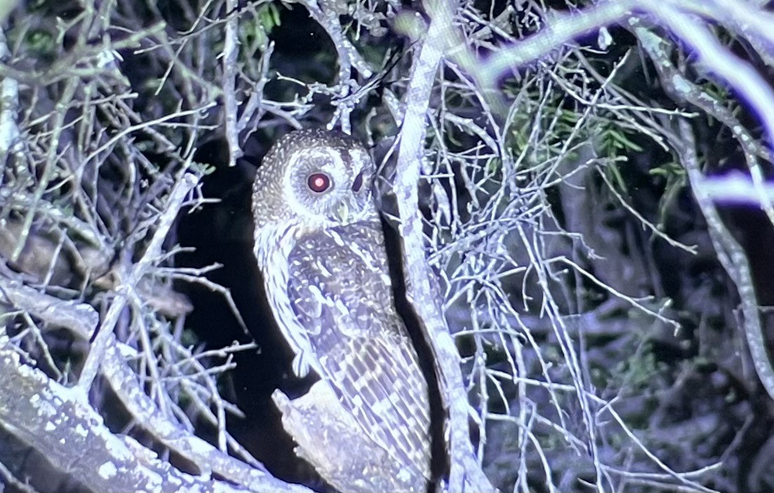 Mottled Owl - ML631079923