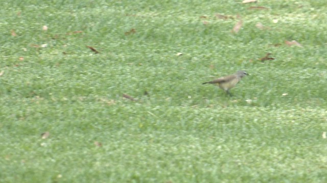 Шиподзьоб жовтогузий - ML631080033