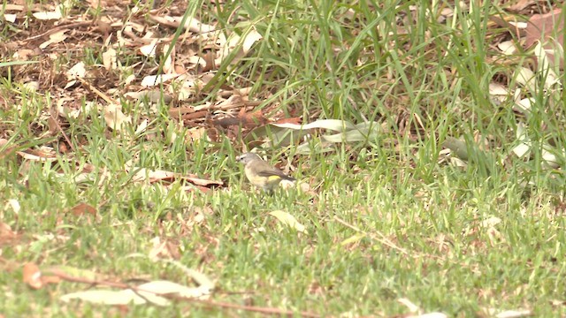 Шиподзьоб жовтогузий - ML631080037