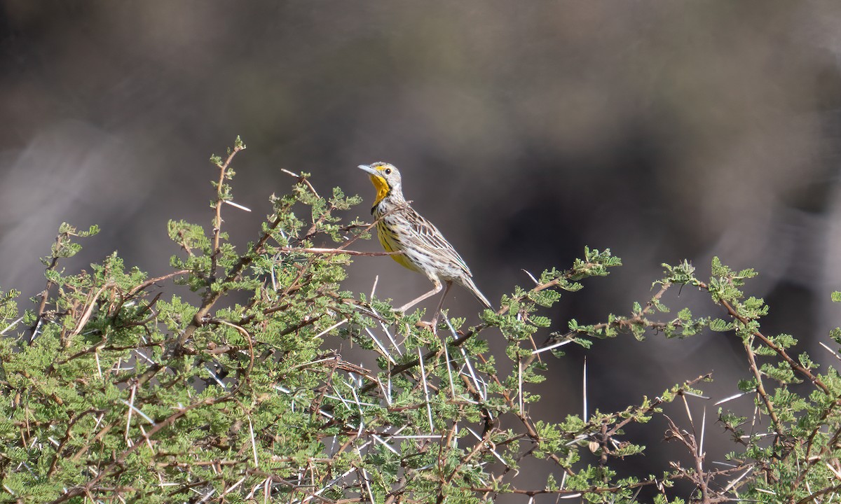 Pangani Longclaw - ML631080080