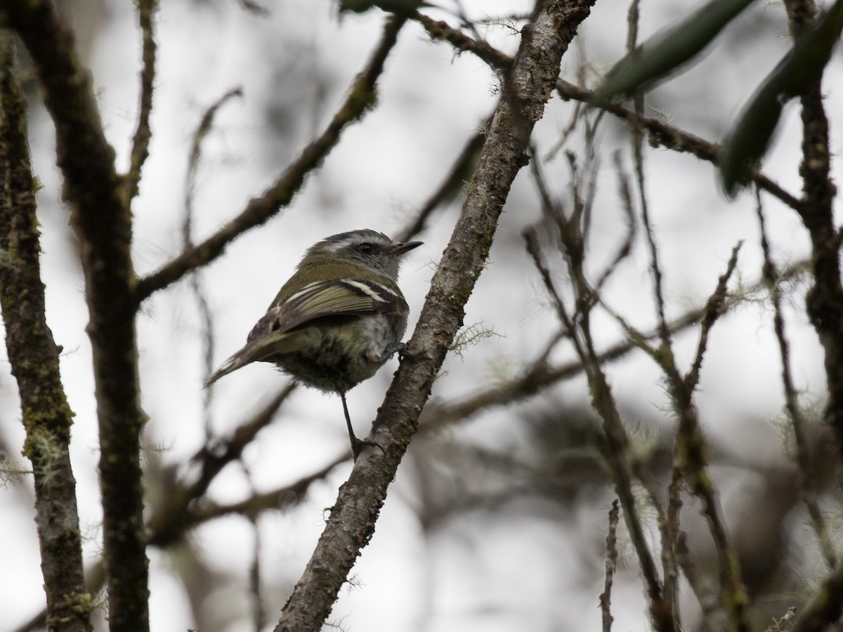 White-banded Tyrannulet - ML631080098