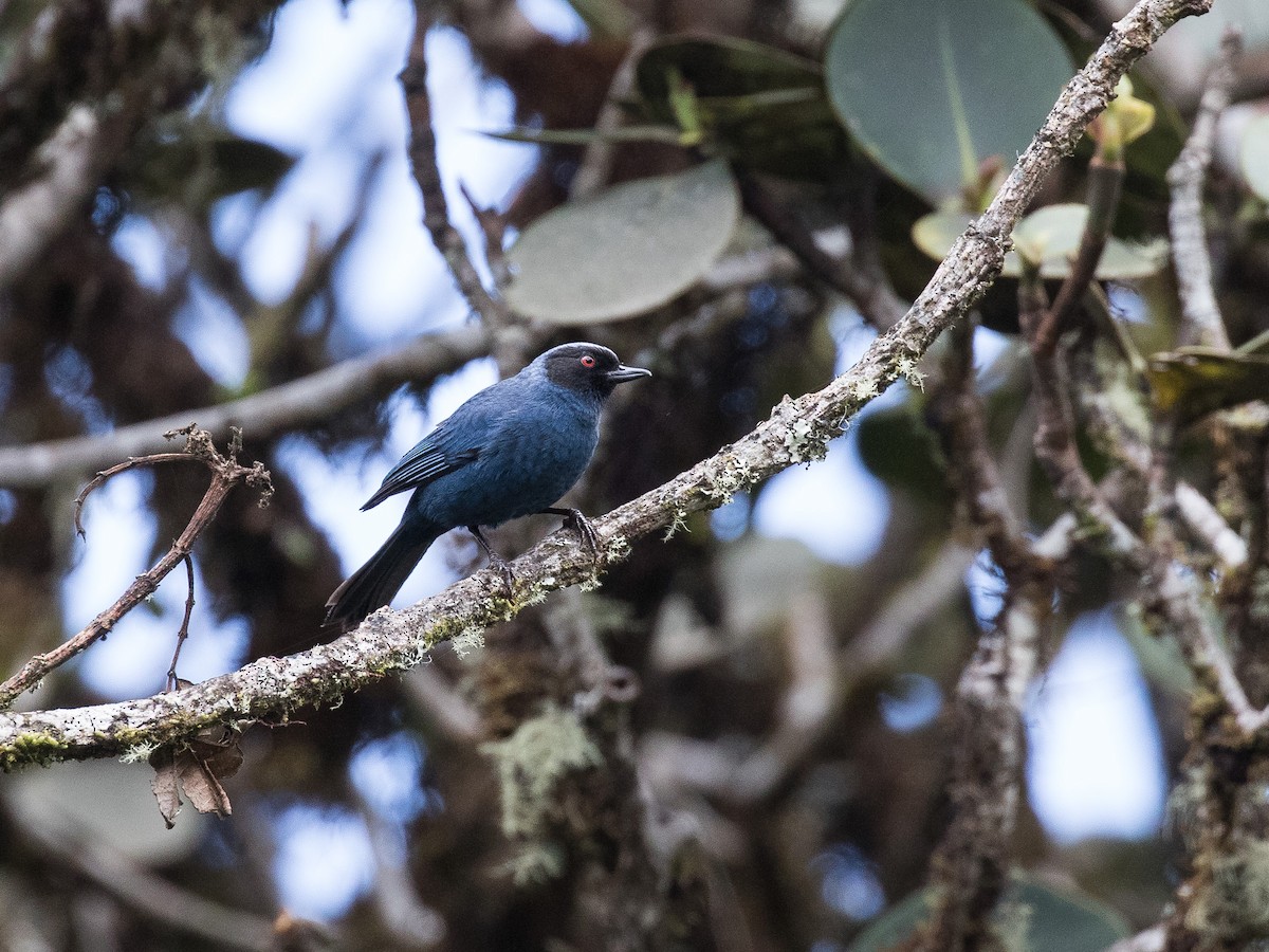 Masked Flowerpiercer - ML631080147