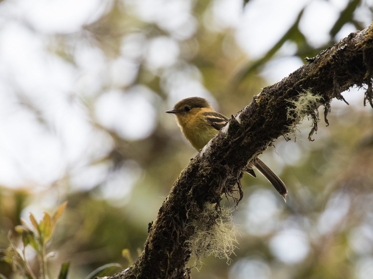 Ochraceous-breasted Flycatcher - ML631080180