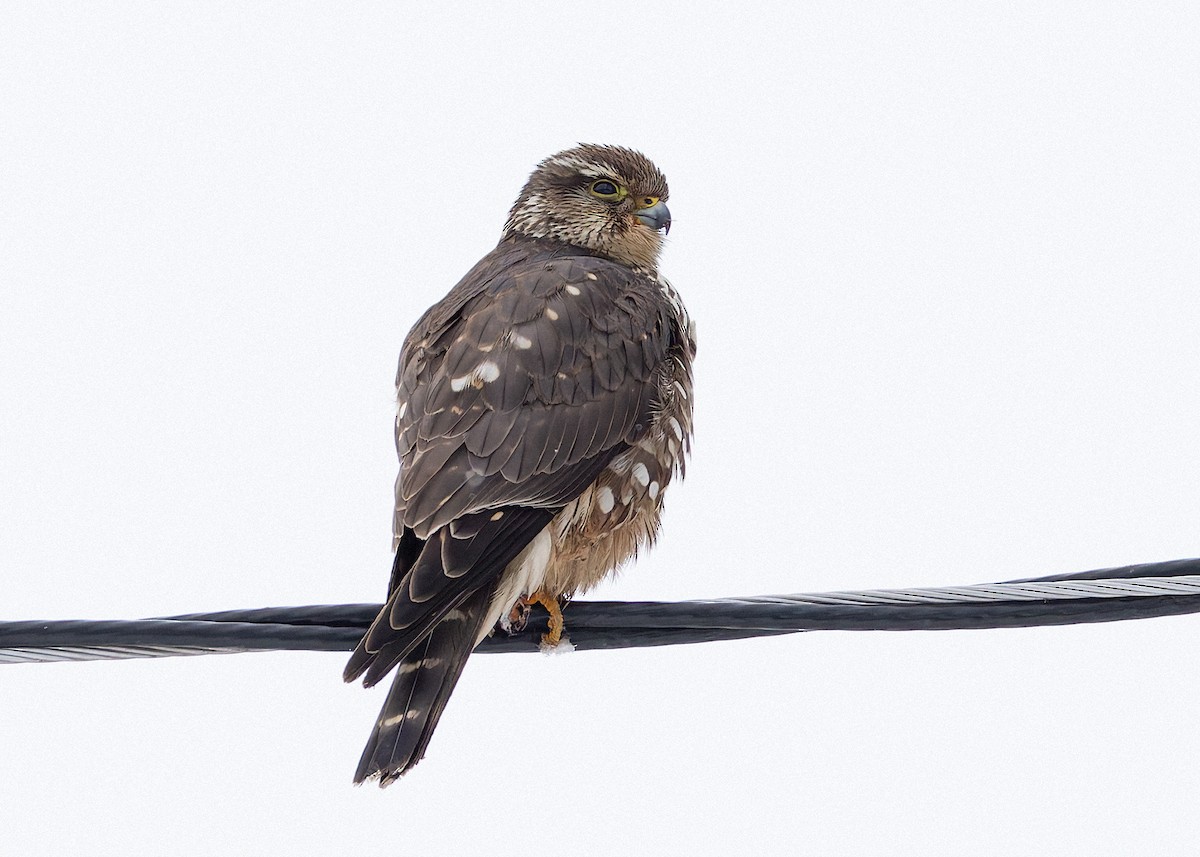 Belatz txikia (columbarius) - ML631080234