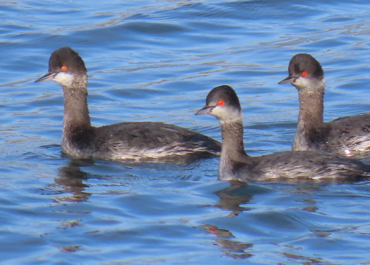 Халтар шунгуур - ML631080242