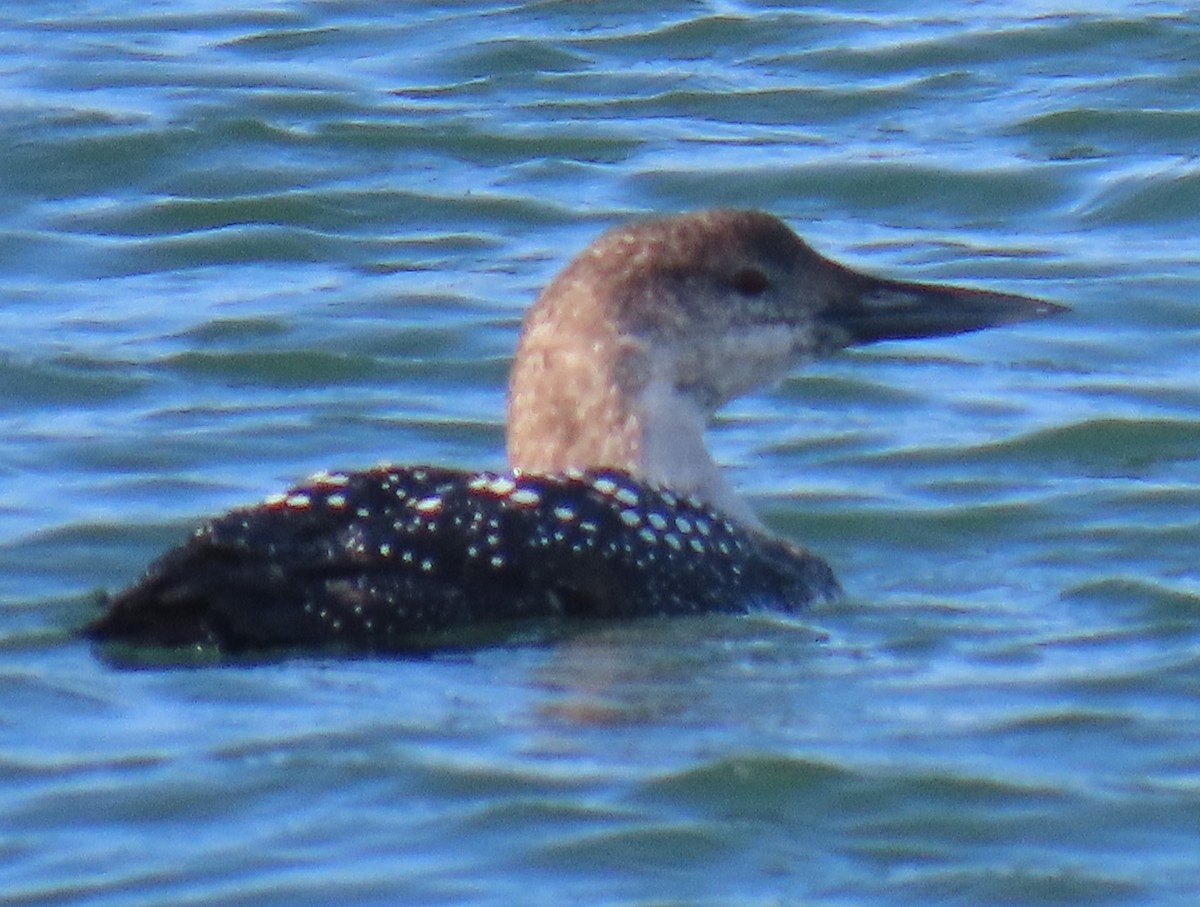 Common Loon - ML631080249