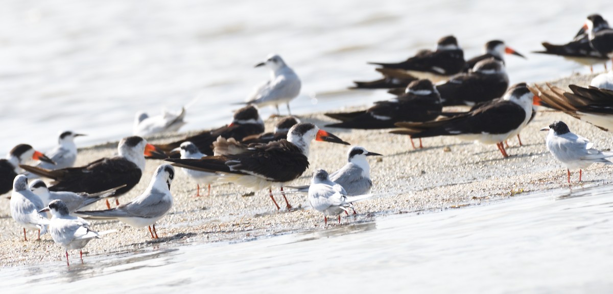 Forster's Tern - ML631080279