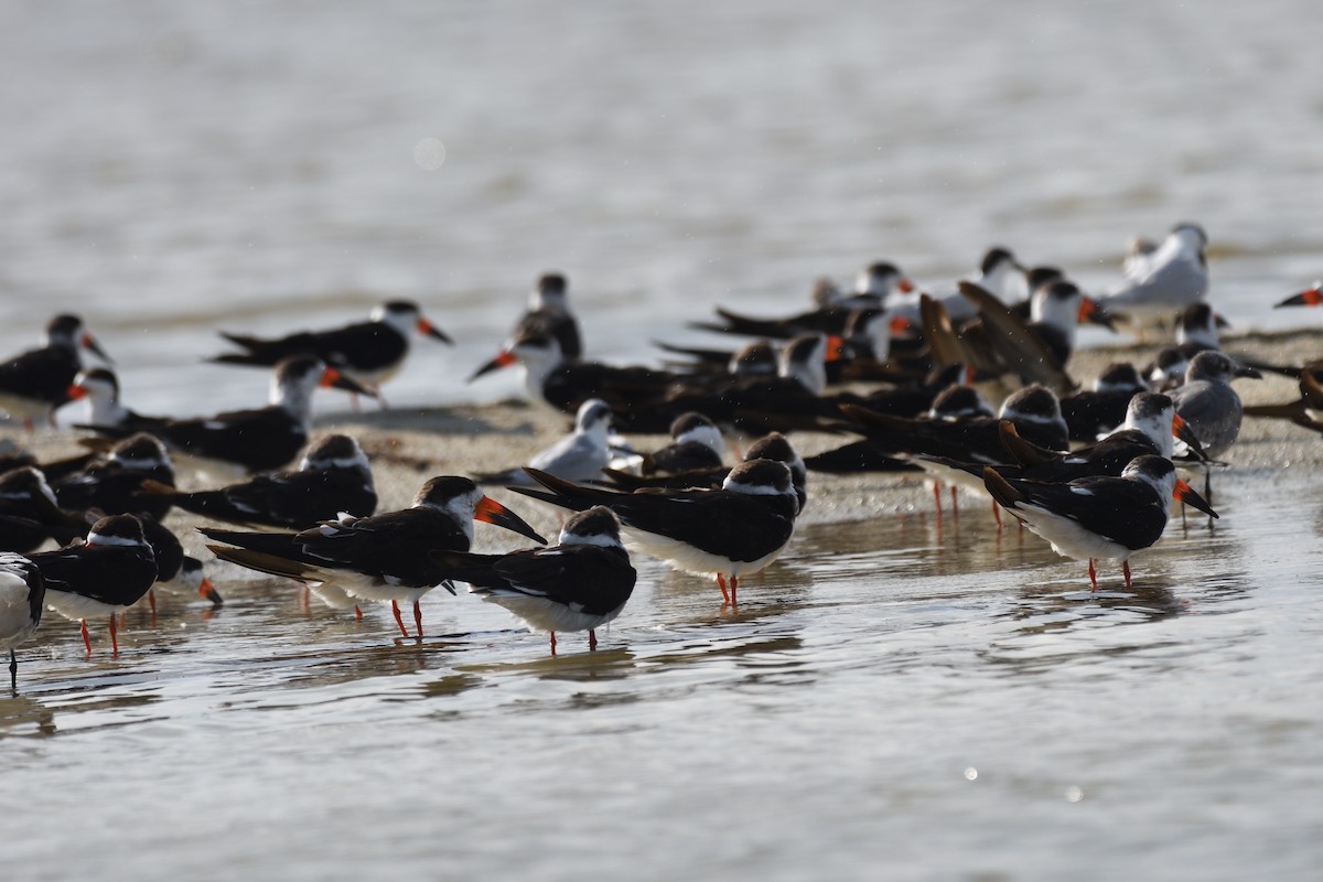 Black Skimmer - ML631080307