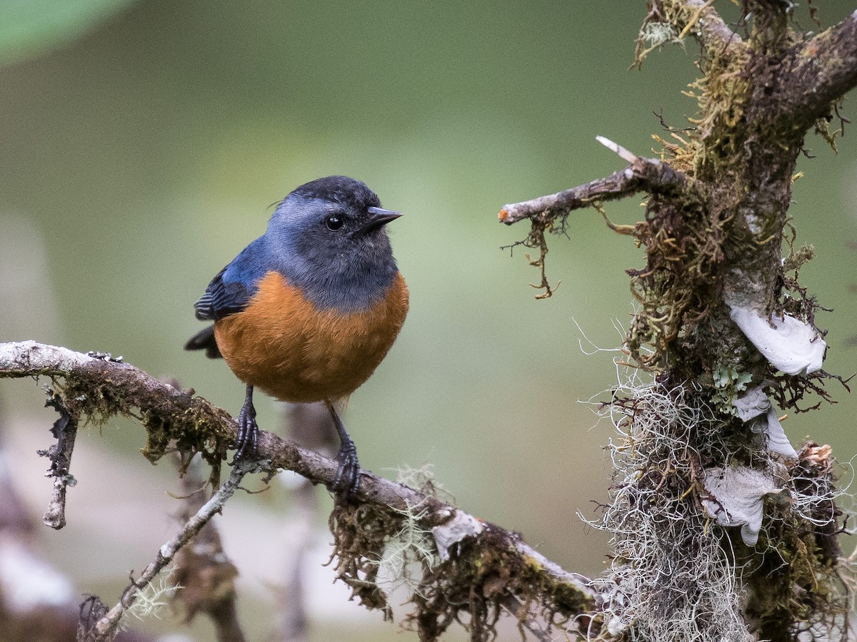 Blue-backed Conebill - ML631080367