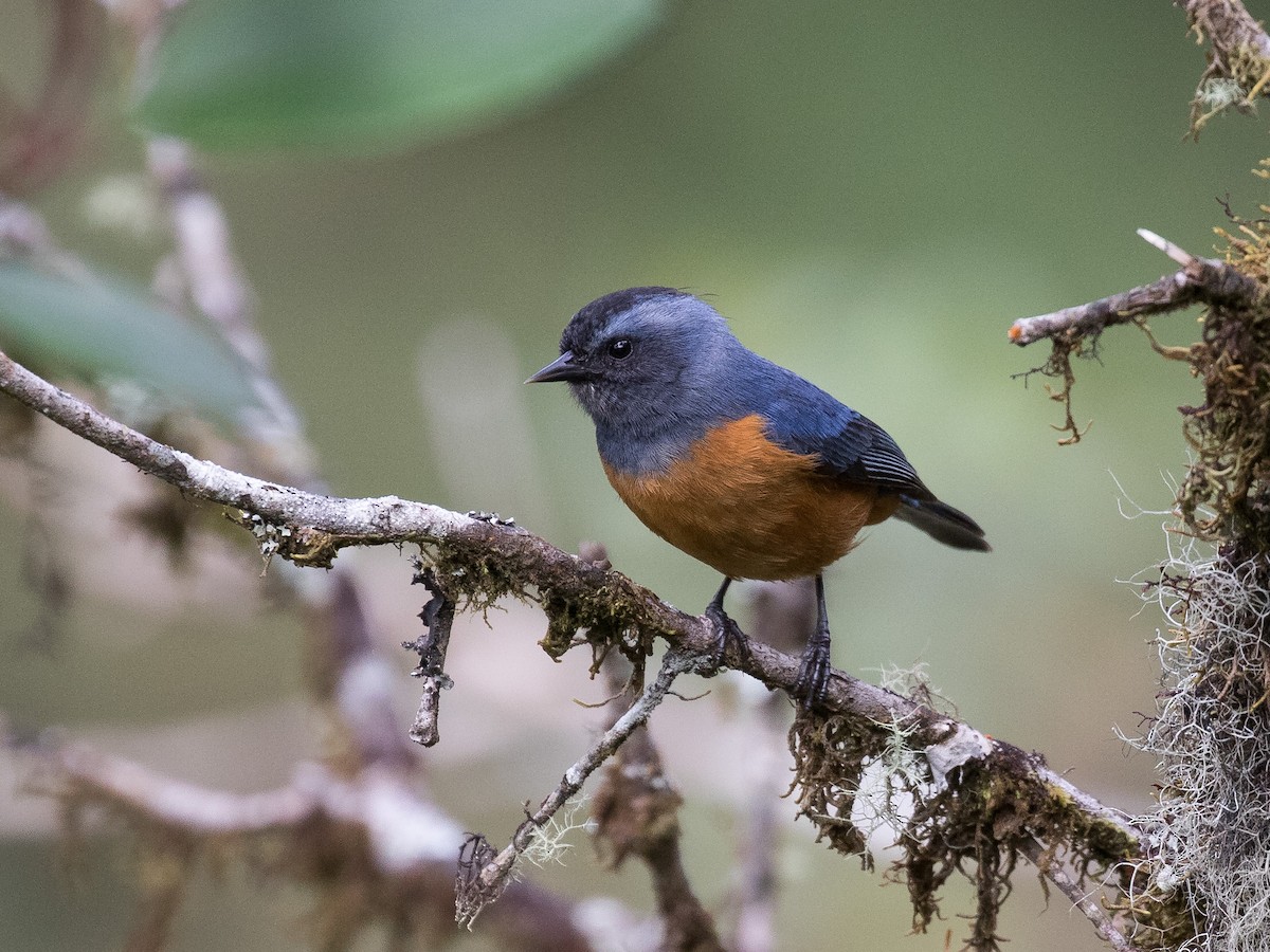 Blue-backed Conebill - ML631080368