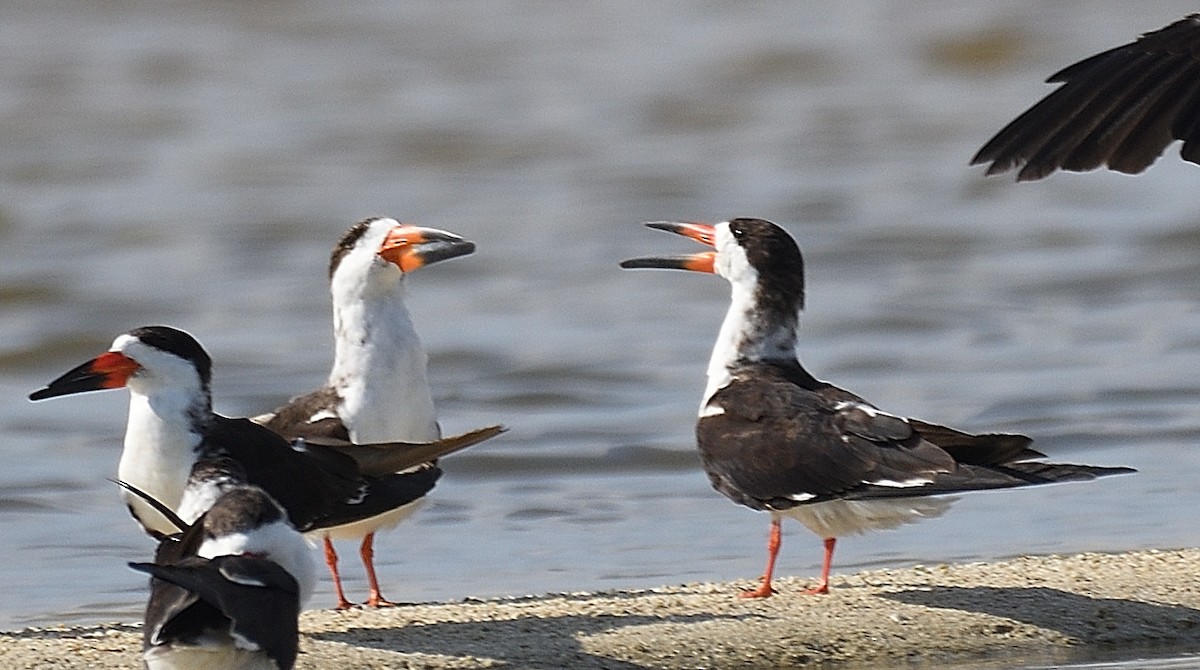 Black Skimmer - ML631080372