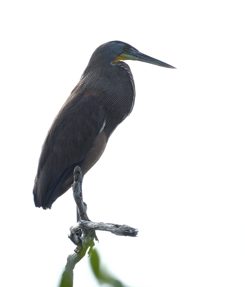 Bare-throated Tiger-Heron - ML631080436