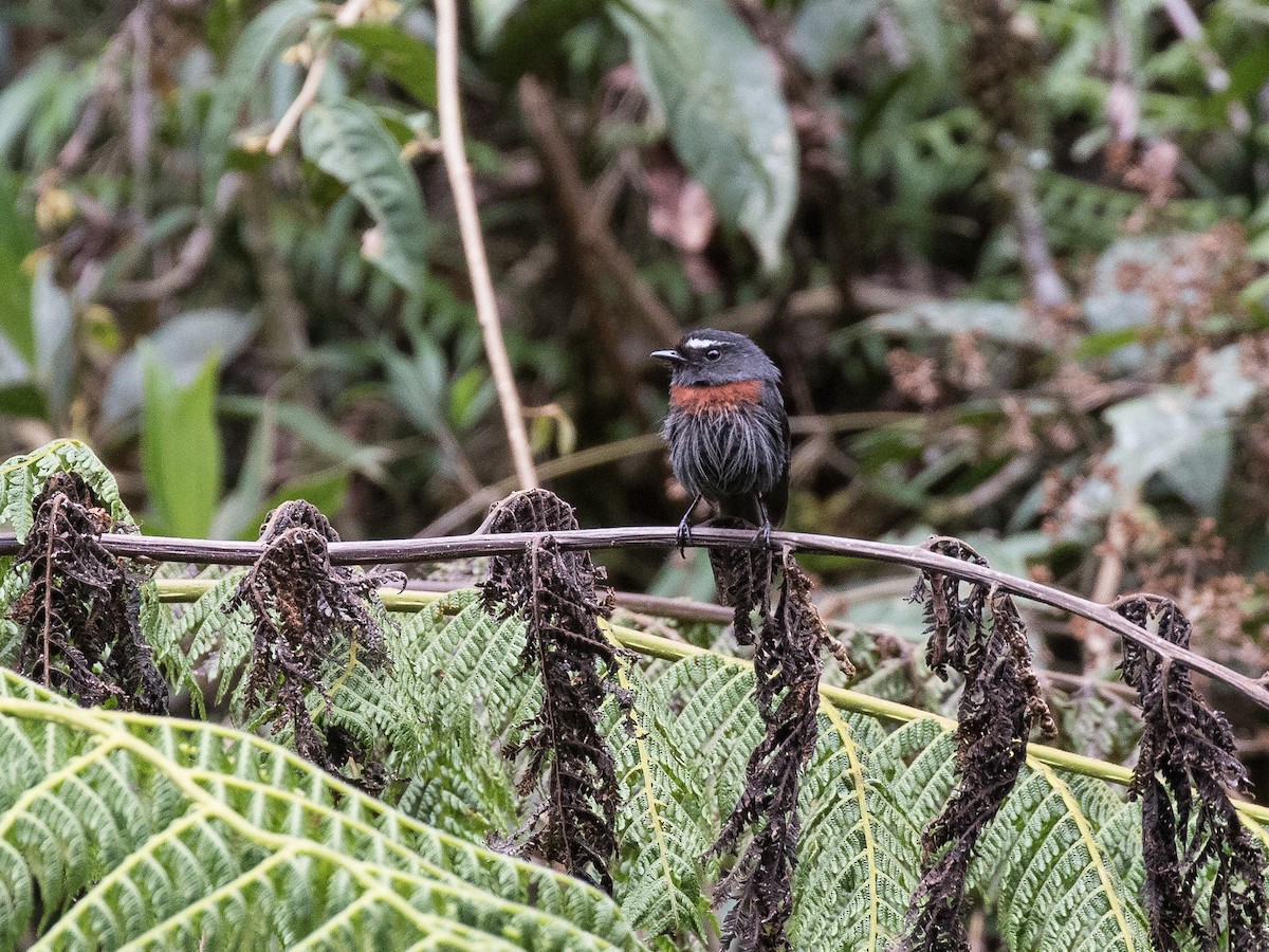 Maroon-belted Chat-Tyrant - ML631080444