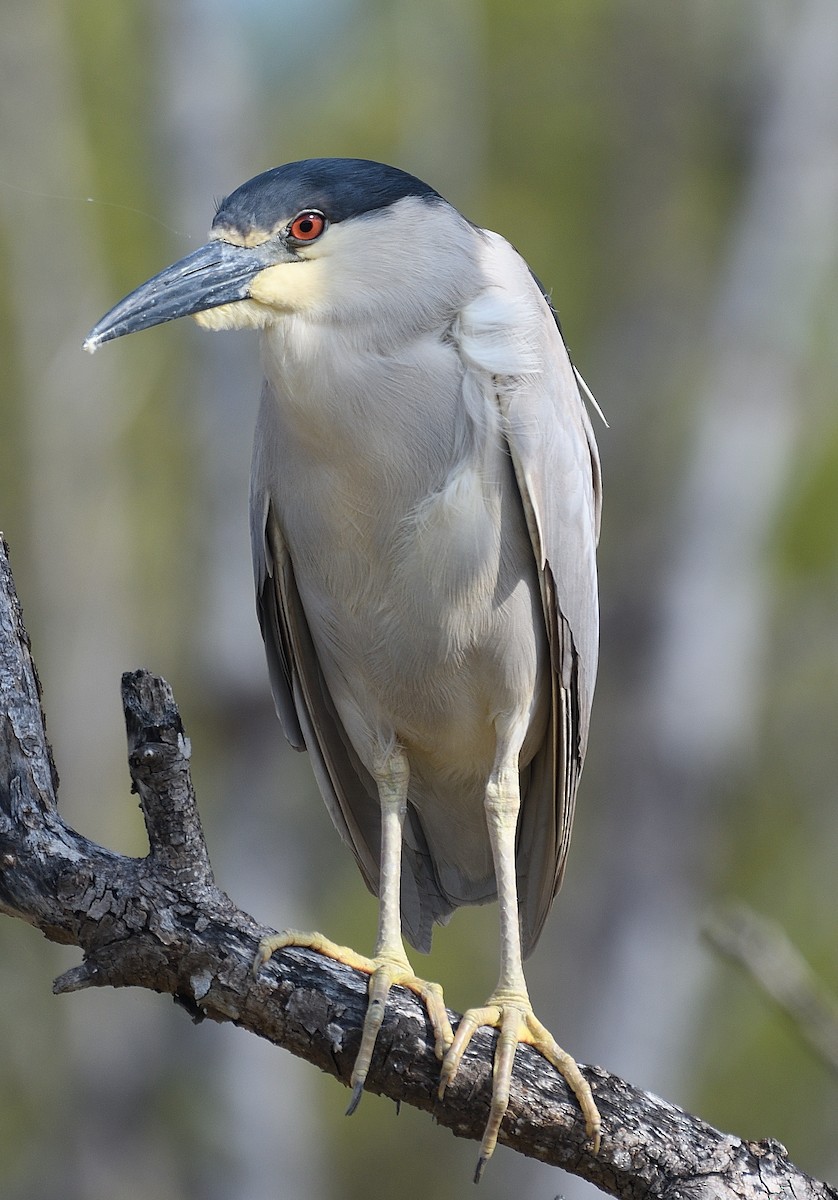 Black-crowned Night Heron - ML631080453
