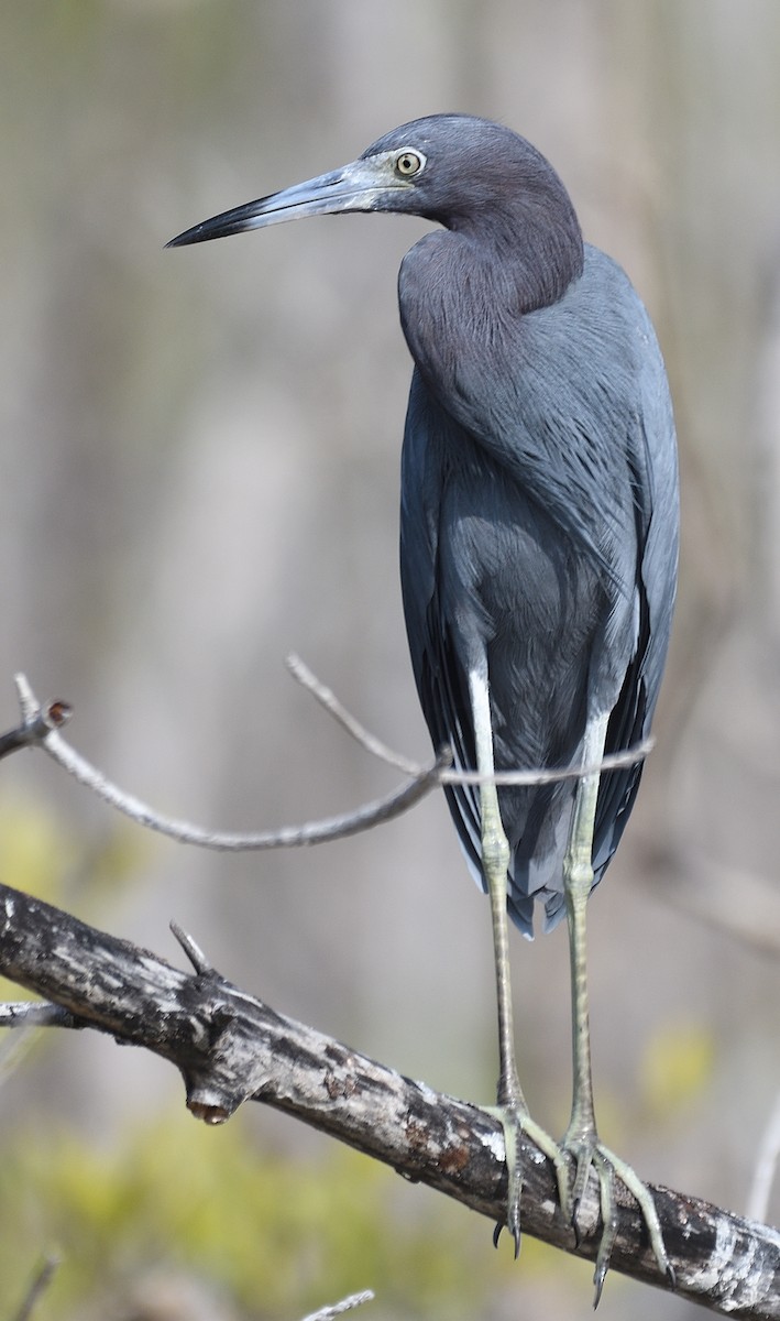 Little Blue Heron - ML631080462