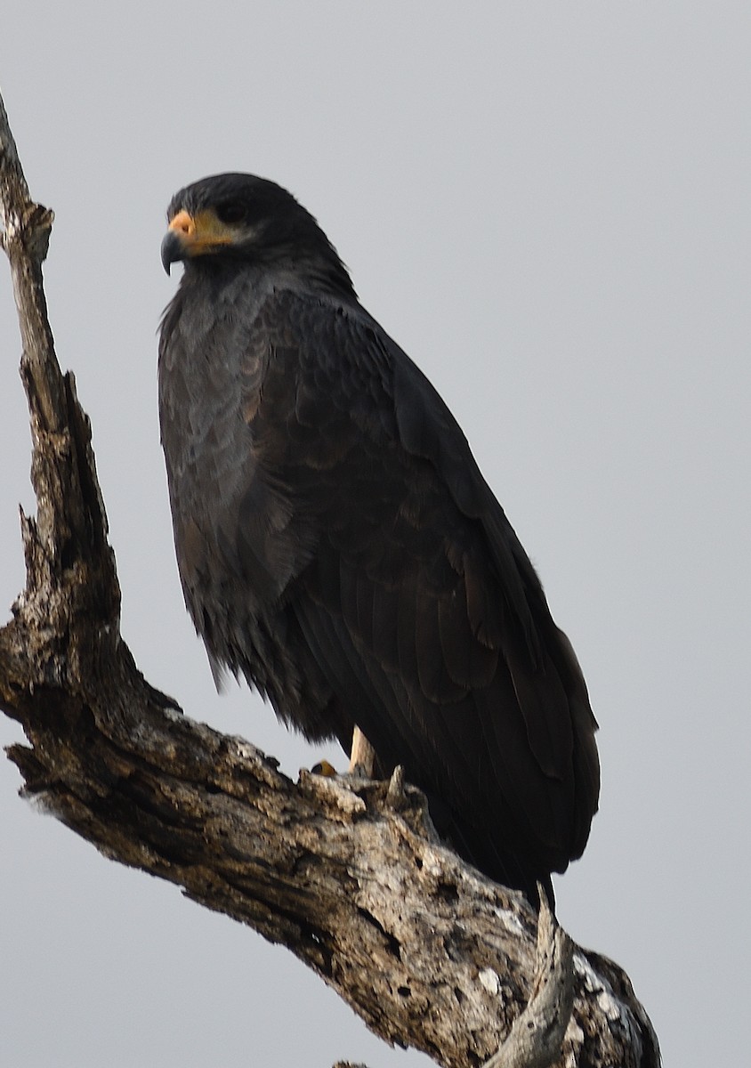 Common Black Hawk - ML631080475