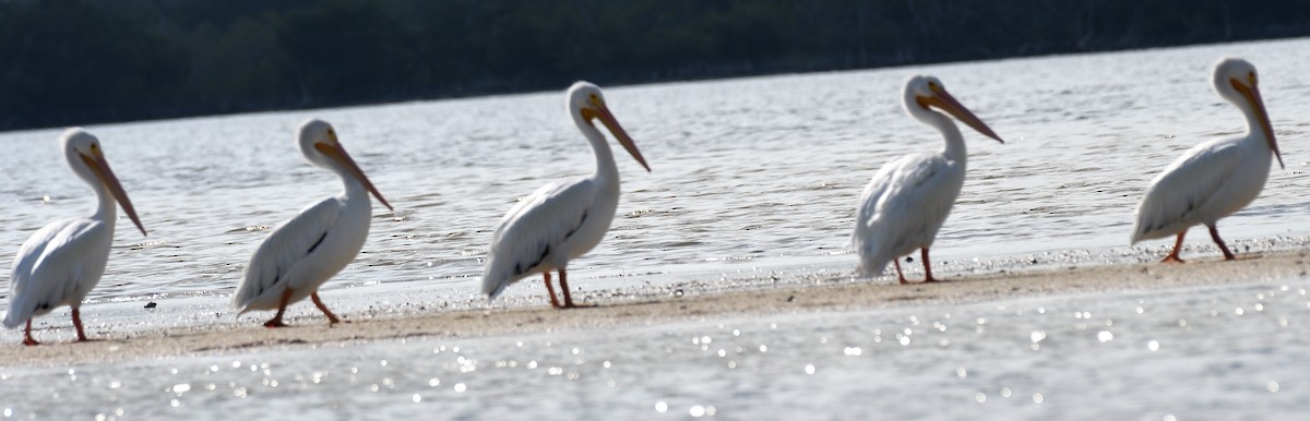 American White Pelican - ML631080491