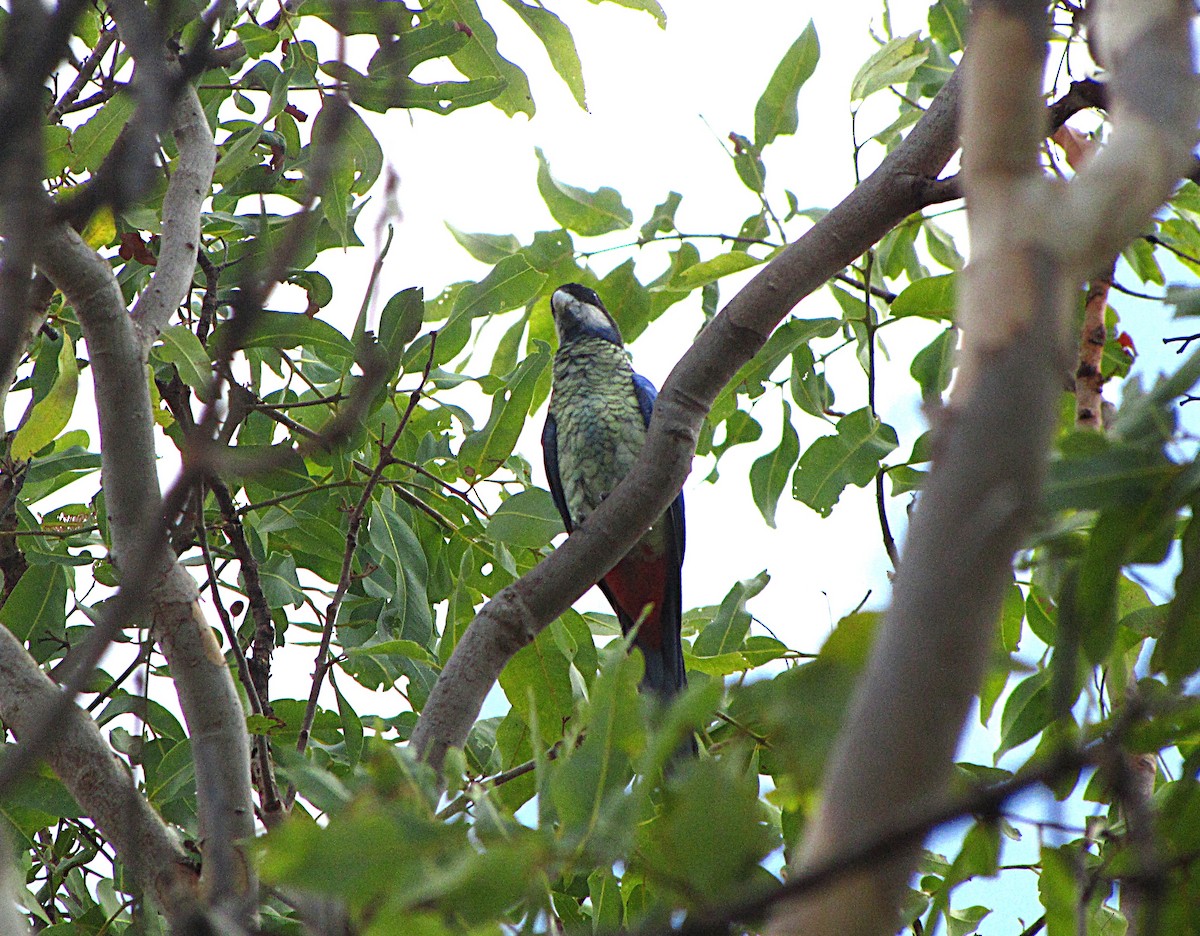Northern Rosella - ML631080524