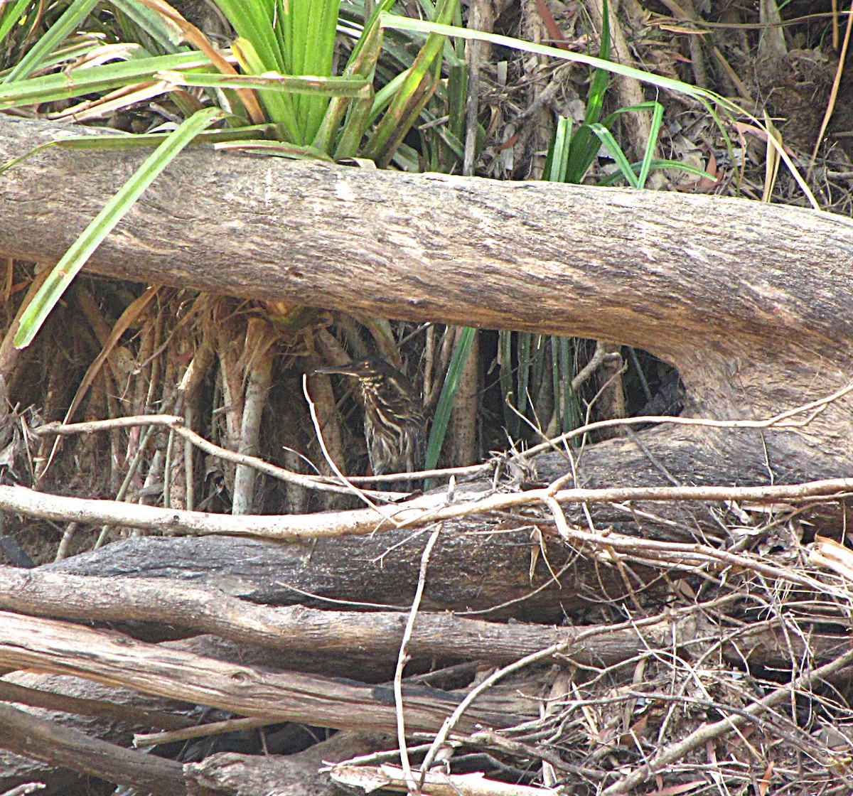 Black Bittern - ML631080684