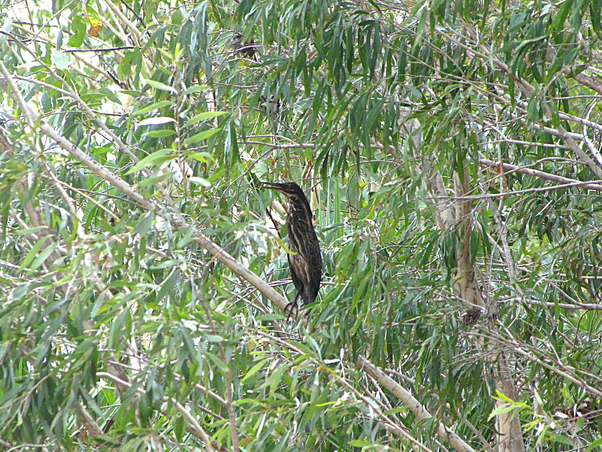 Black Bittern - ML631080685