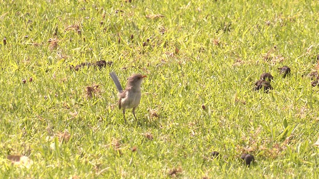 Splendid Fairywren - ML631080779