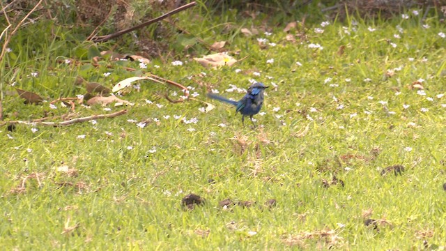 Splendid Fairywren - ML631080793
