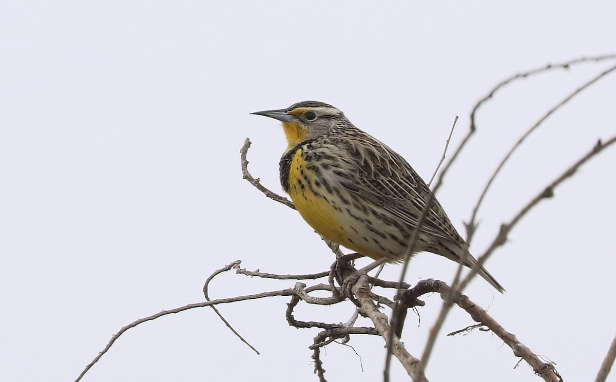 Western Meadowlark - ML631080886