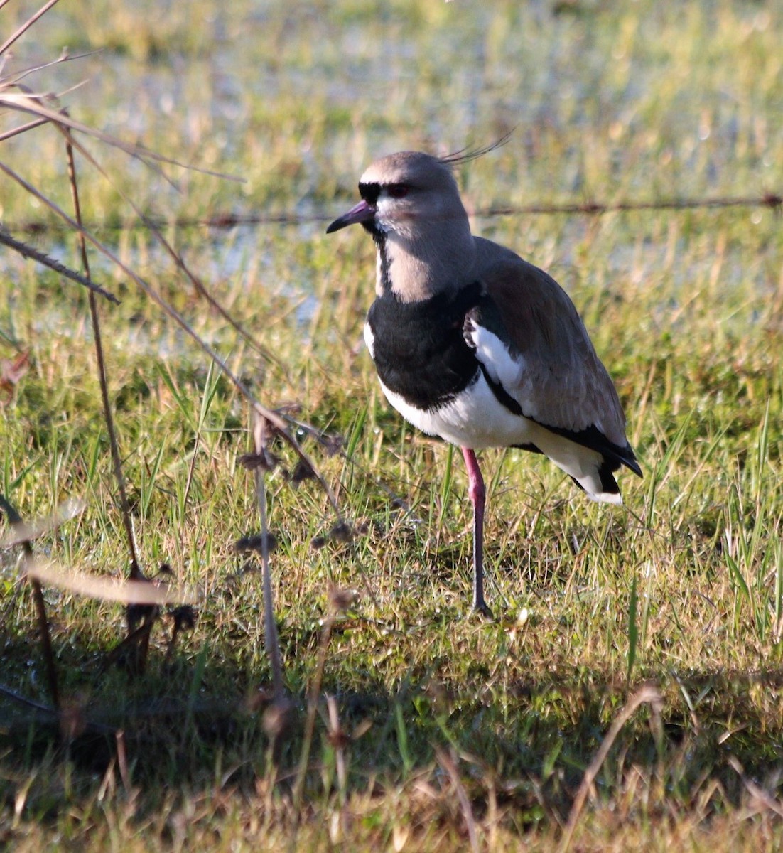 Southern Lapwing - ML63108101