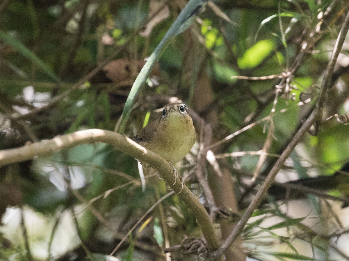 Fulvous Wren - ML631081060